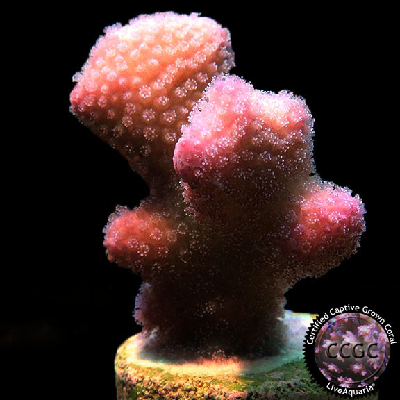 LiveAquaria® CCGC Aquacultured Rose Stylophora Coral