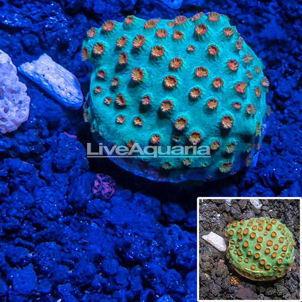 LiveAquaria® CCGC Aquacultured Green and Orange Cyphastrea Coral LiveAquaria® CCGC Aquacultured Green and Orange Cyphastrea Coral