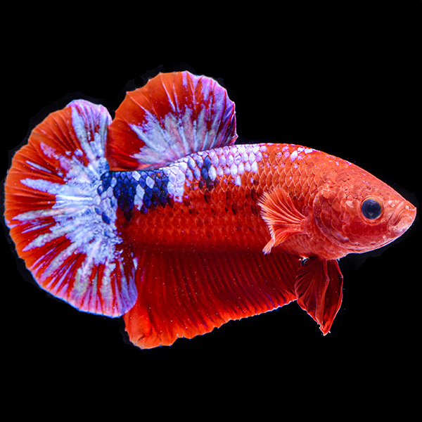 Hellboy Plakat Betta | Freshwater Betta Fish (Betta LiveAquaria