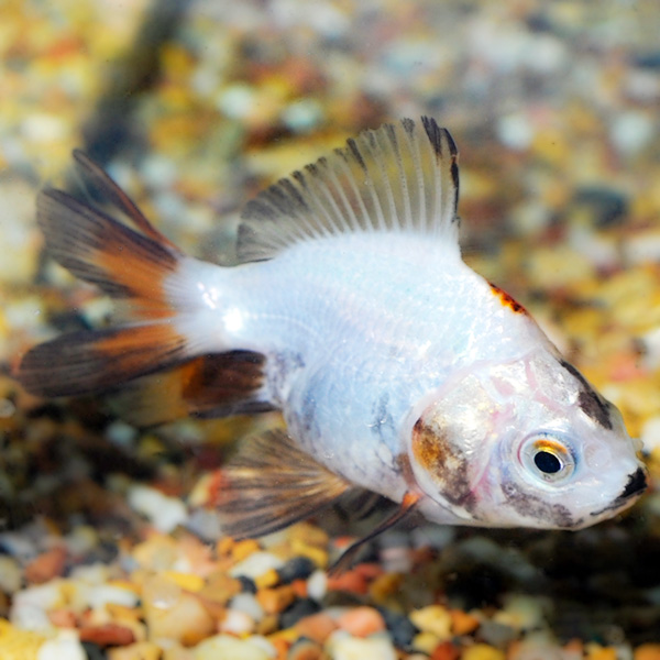 Tricolor Ryukin Goldfish