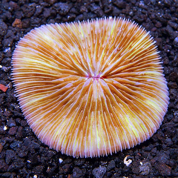 Plate Coral, Orange, Short Tentacle