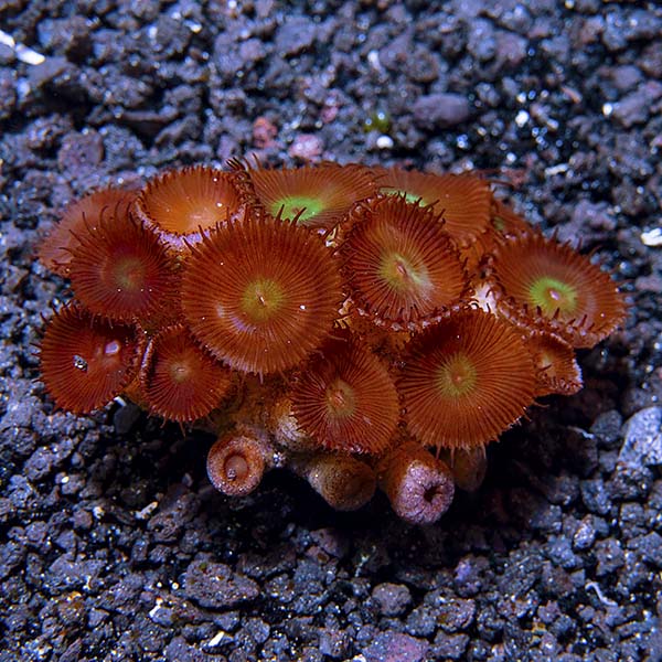 Button Polyp Button Polyp