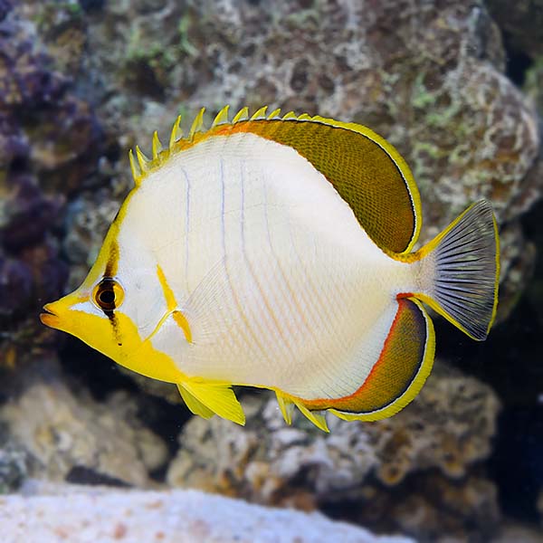 Yellowhead Butterflyfish