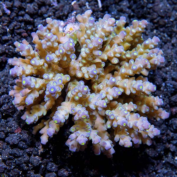 Assorted Acropora Coral