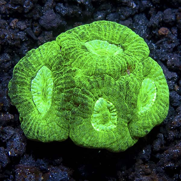 Australian Alien Moon Brain Coral Australian Alien Moon Brain Coral