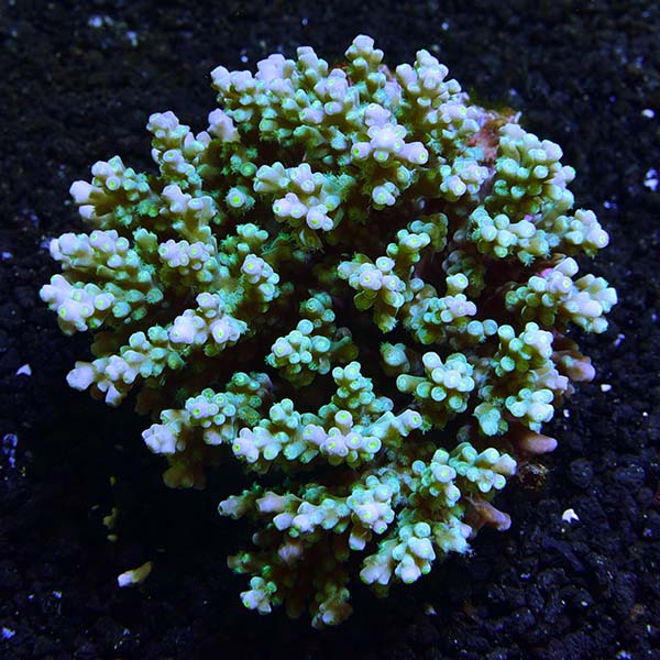  Live Saltwater Coral Frag - Forest Green Acropora (Colony  2-3) : Pet Supplies