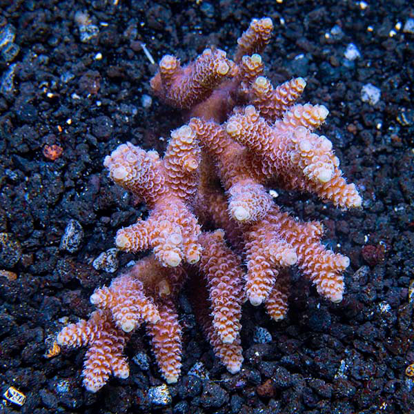 Pink and Blue Millepora Acropora Coral