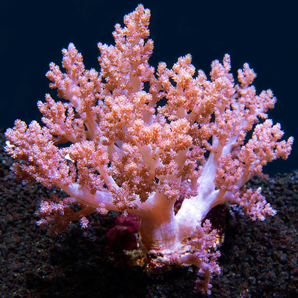 Tree Coral, Assorted 