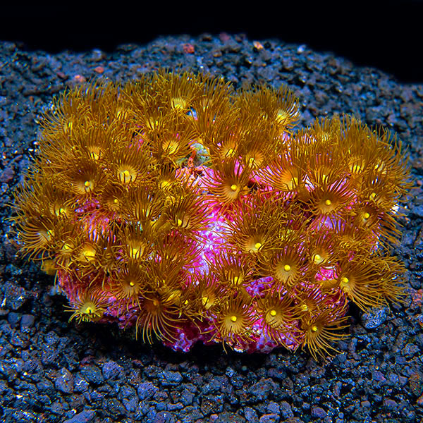 Colony Polyp, Yellow: Saltwater Aquarium Corals for Marine Reef Aquariums