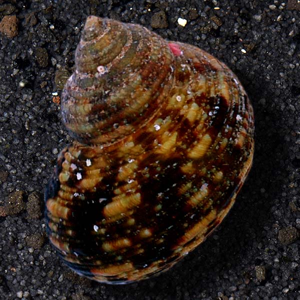 Zebra Turbo Snail Zebra Turbo Snail