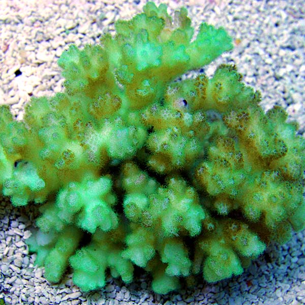 Green Cauliflower Pocillopora Coral