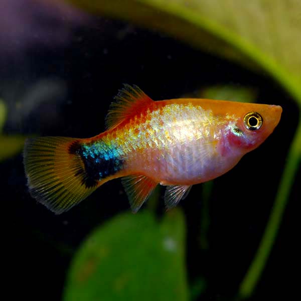 Gold Mickey Mouse Platy: Tropical Fish for Freshwater Aquariums