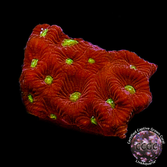 LiveAquaria® CCGC Aquacultured Red & Green War Coral