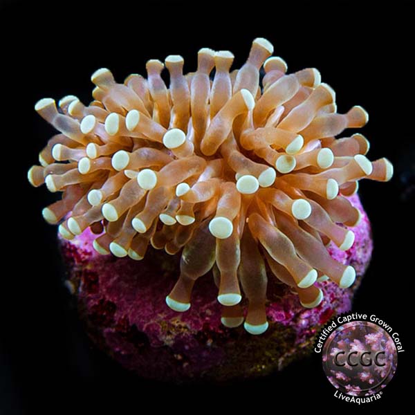 LiveAquaria® CCGC Aquacultured Grape Cristata Coral LiveAquaria® CCGC Aquacultured Grape Cristata Coral
