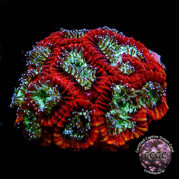 LiveAquaria® CCGC Aquacultured Green & Red Favia Coral