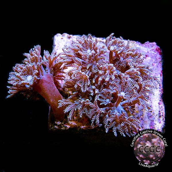LiveAquaria® CCGC Aquacultured Purple Anthelia Coral