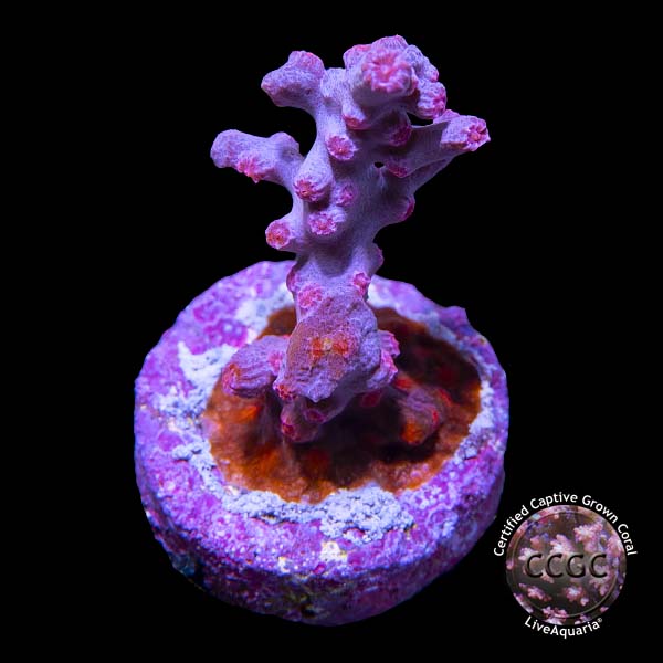 LiveAquaria® CCGC Aquacultured Pink Branching Cyphastrea Coral LiveAquaria® CCGC Aquacultured Pink Branching Cyphastrea Coral