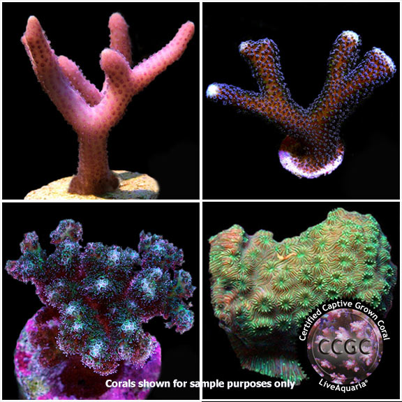 LiveAquaria® CCGC Aquacultured Beginner SPS 4 Frag Pack LiveAquaria® CCGC Aquacultured Beginner SPS 4 Frag Pack