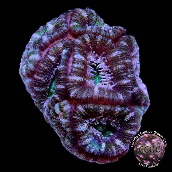 LiveAquaria® CCGC Aquacultured Aussie Lord Frag