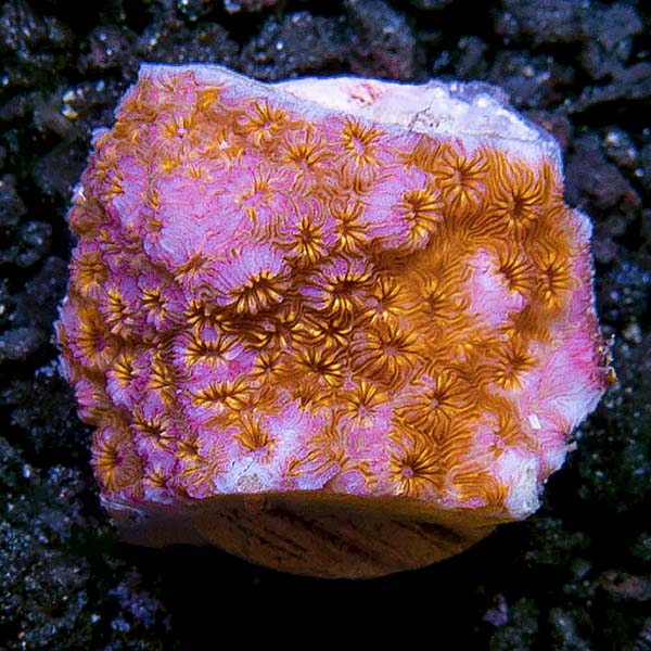 Pavona Maldivensis Coral, Frag (Aquacultured) Pavona Maldivensis Coral, Frag (Aquacultured)