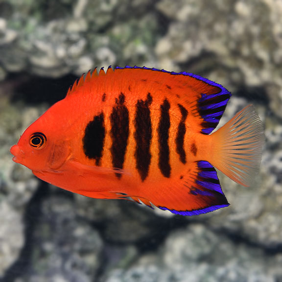 Flame Angelfish