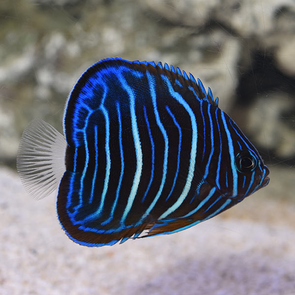 Annularis Angelfish Annularis Angelfish