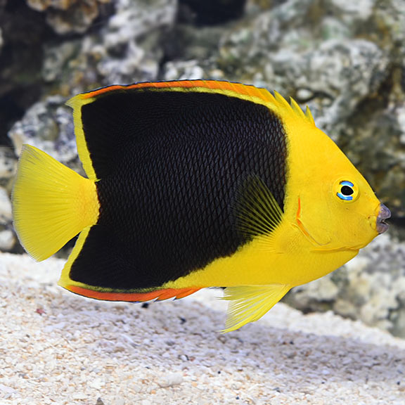 Rock Beauty Angelfish