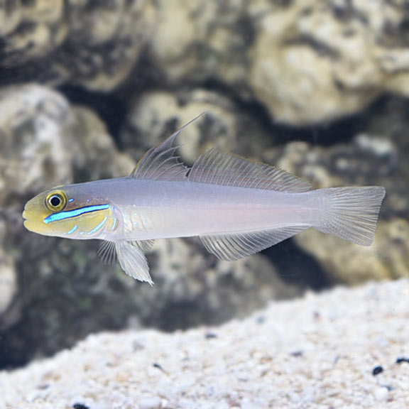 Sleeper Gold Head Goby Sleeper Gold Head Goby