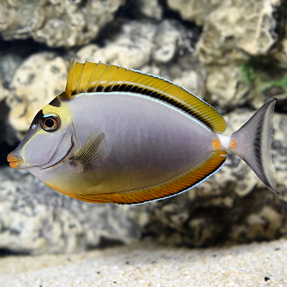 Blonde Naso Tang Blonde Naso Tang