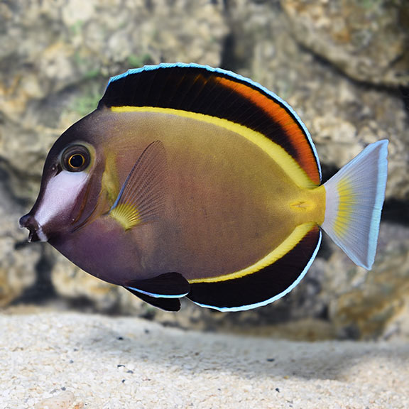 Powder Brown Tang Powder Brown Tang