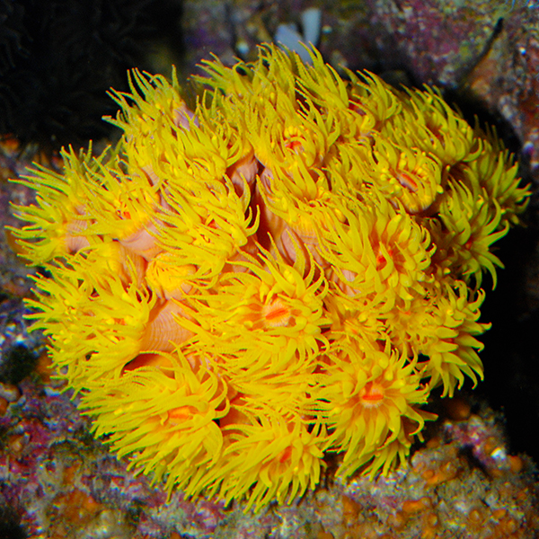 Tube Coral, Yellow Tube Coral, Yellow