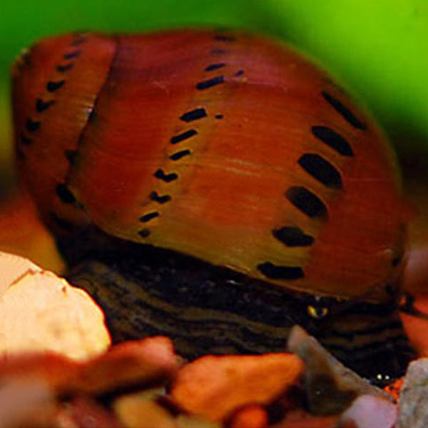 Tiger Blood Nerita Snail Group Tiger Blood Nerita Snail Group