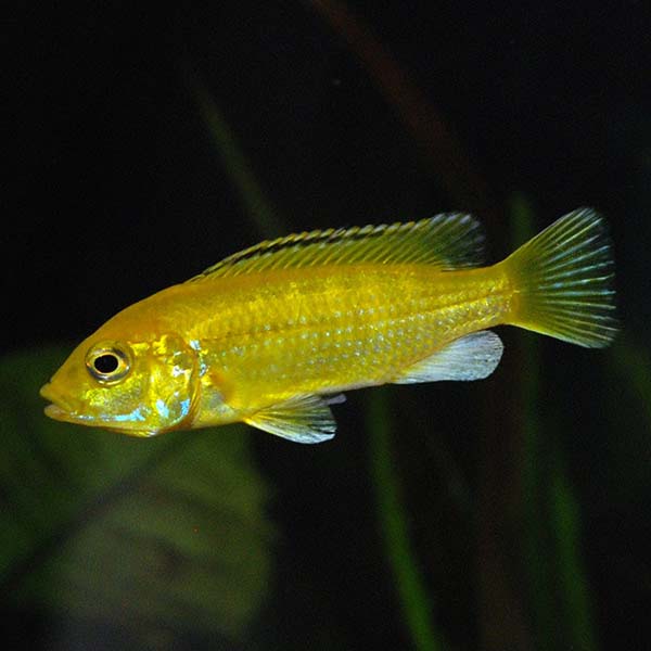Mbuna Mixed Cichlid Mbuna Mixed Cichlid
