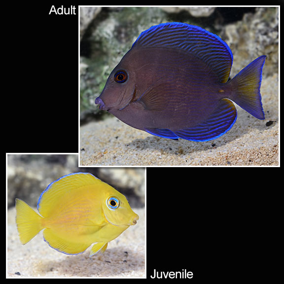 Blue Caribbean Tang Blue Caribbean Tang