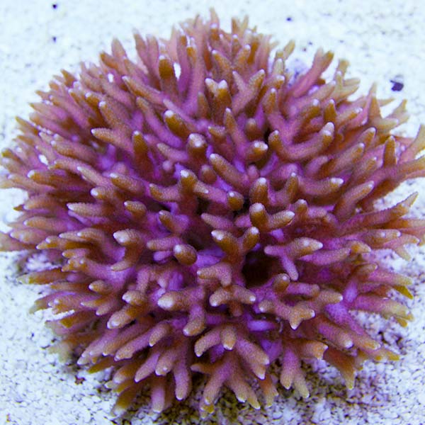 Birdsnest Coral 