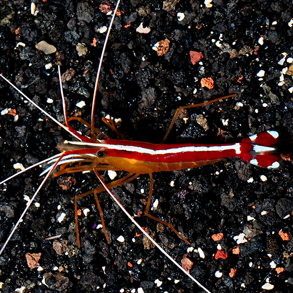 Scarlet Skunk Cleaner Shrimp