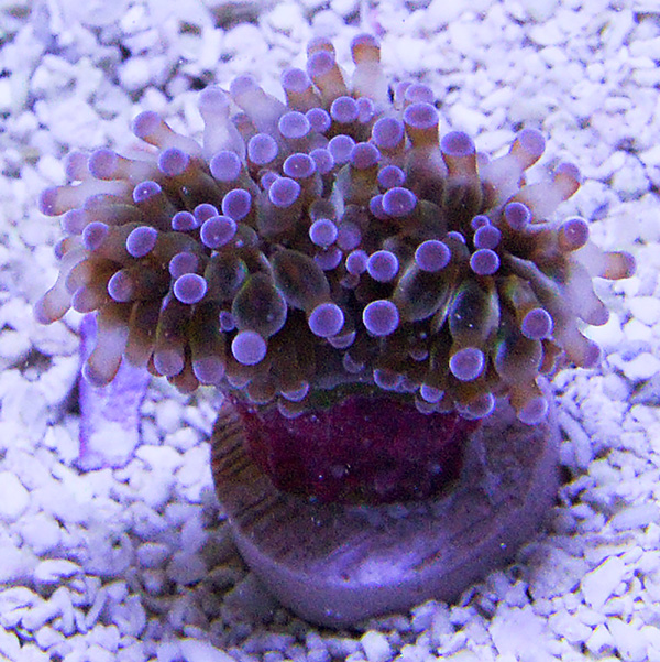 Grape Coral, Aquacultured USA Grape Coral, Aquacultured USA