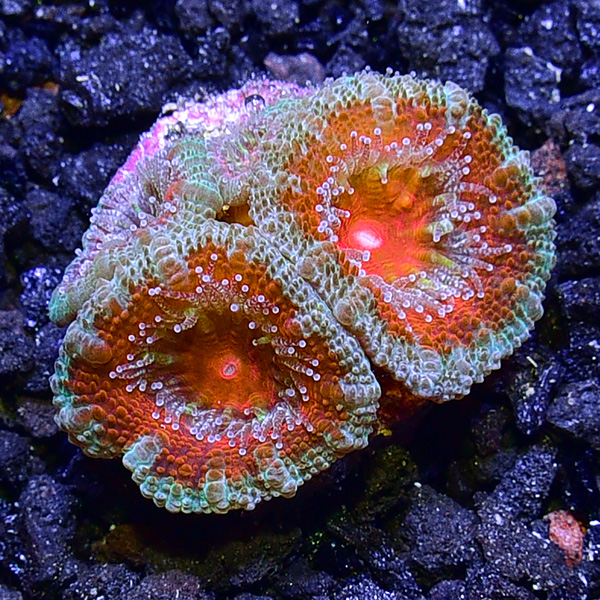 Micromussa Coral Frag, Red & Green Micromussa Coral Frag, Red & Green