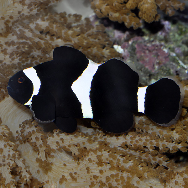 Black And White Freshwater Aquarium Fish - Aquarium Views