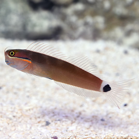 Tail Spot Blenny