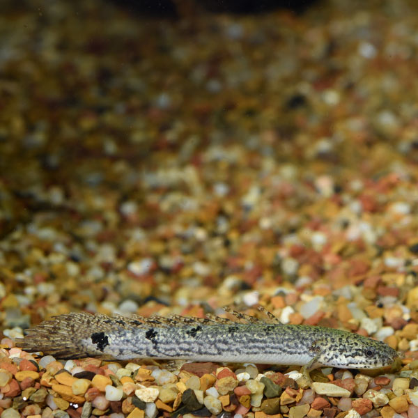 Delhezi Bichir