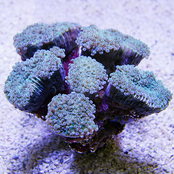 Frogspawn Coral, Thick Branched Frogspawn Coral, Thick Branched
