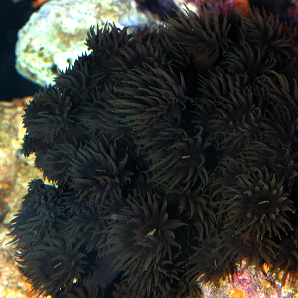 Tube Coral, Black Tube Coral, Black