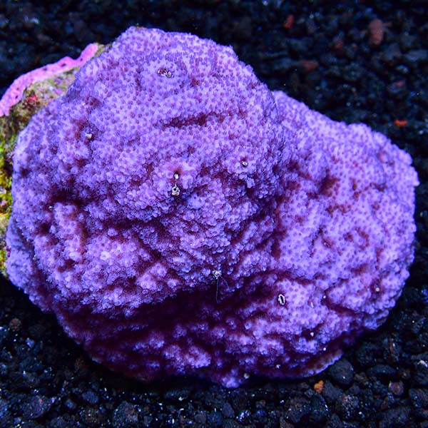 Smooth Encrusting Montipora Coral Smooth Encrusting Montipora Coral