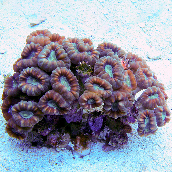 Candy Cane Coral Candy Cane Coral