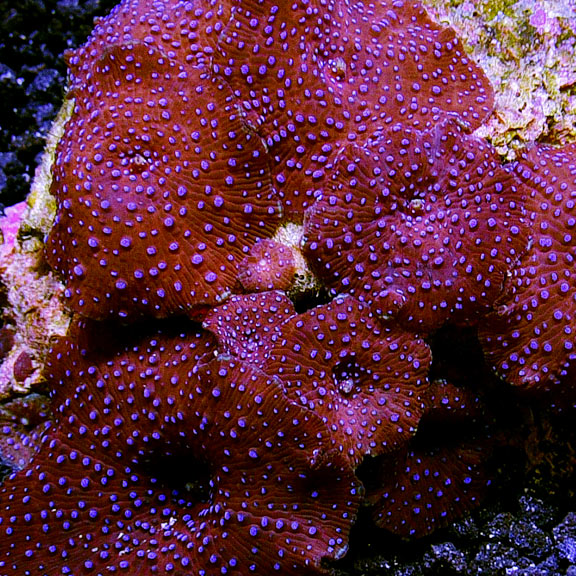 Spotted Mushroom Coral Spotted Mushroom Coral
