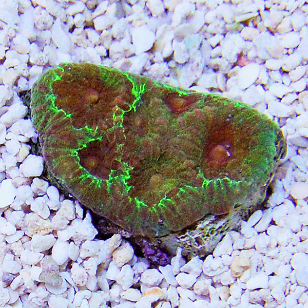 Favia Coral Frag Favia Coral Frag