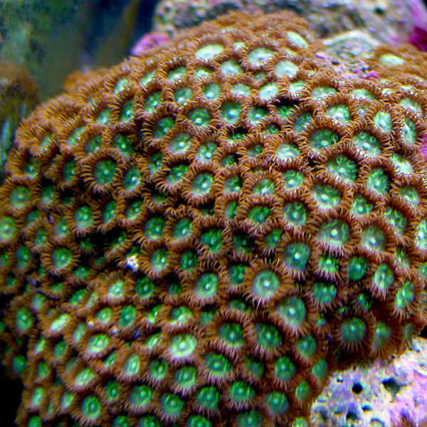 Colony Polyp Colony Polyp