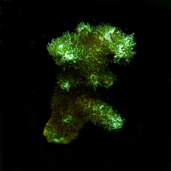 ORA® Aquacultured Green Hydnophora Coral ORA® Aquacultured Green Hydnophora Coral