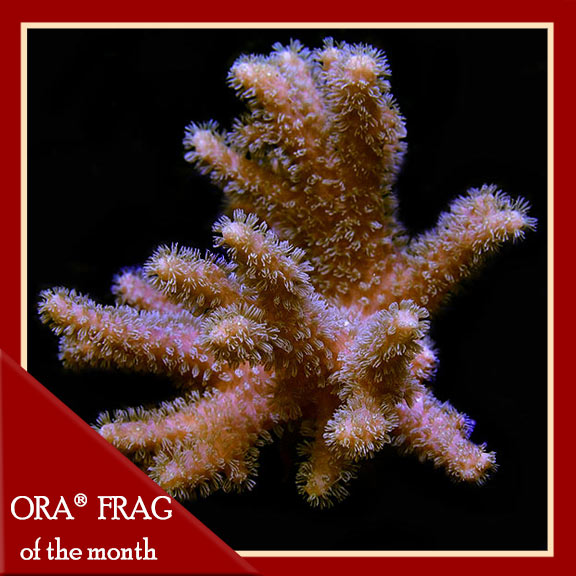 Sinularia Finger Leather Coral Yellow Polyp, Aquaculured ORA® Sinularia Finger Leather Coral Yellow Polyp, Aquaculured ORA®